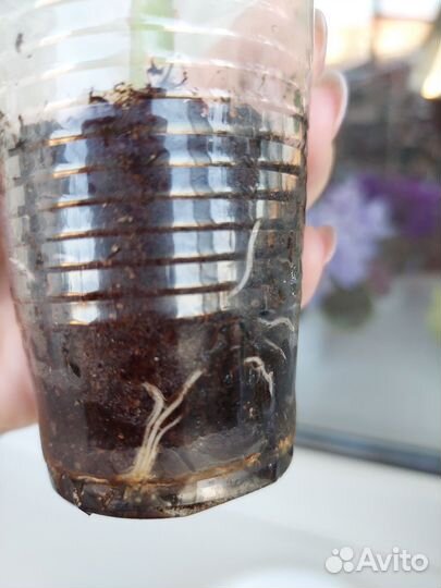 Пеларгония герань розебудная красная