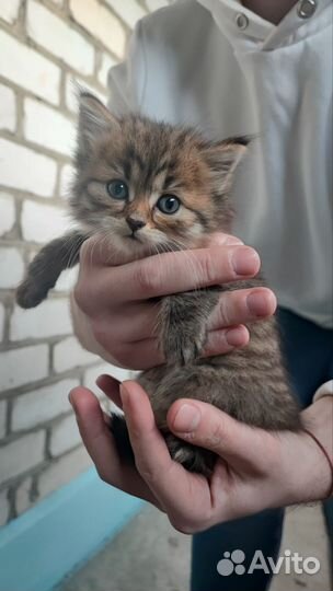 Котята