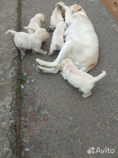 Щенки лабрадора