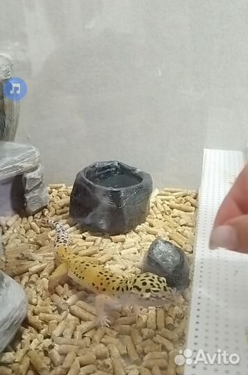 Пятнистый леопардовый эублефар