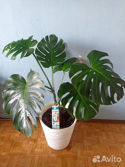 Монстера деликатесная