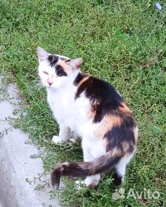 Молодая стерилизованная кошечка