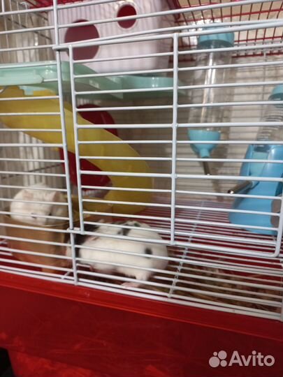 Домашние животные грызуны