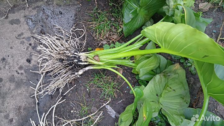 Калла эфиопская белая