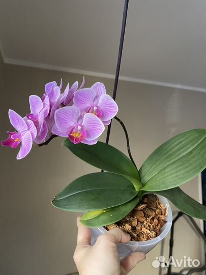Орхидея фаленопсис sogo vivienne