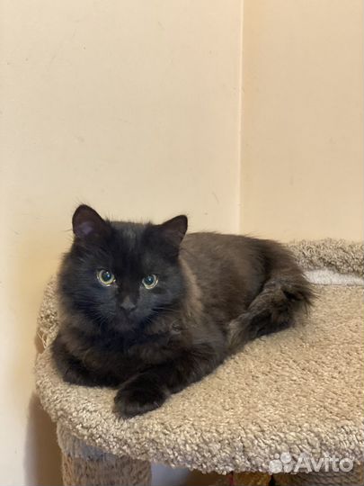 Котенок мальчик в дар