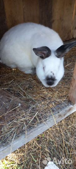 Калифорнийские кролики