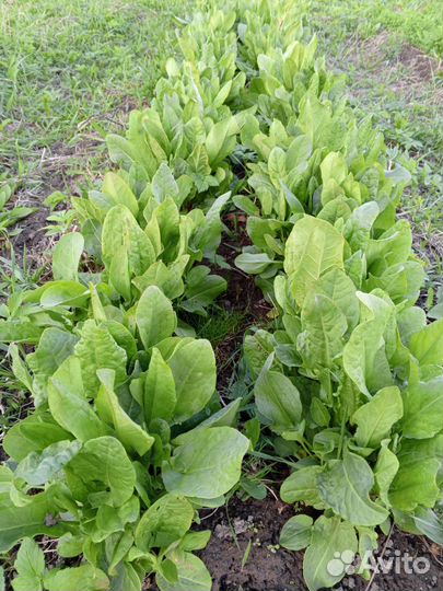 Щавель свежий