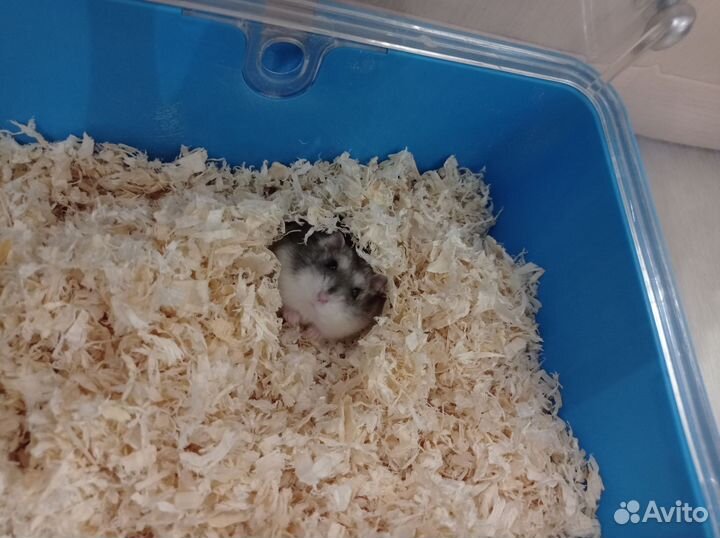 Джунгарский хомяк с клеткой