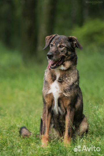 Прекрасный парень Курт ищет дом