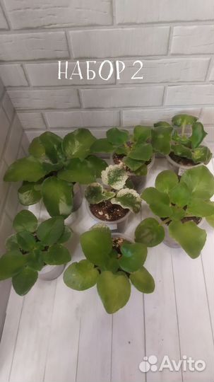 Набор сортовых фиалок