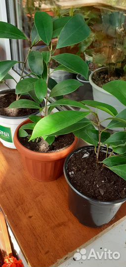 Фикусы Микрокарпа Мокламэ