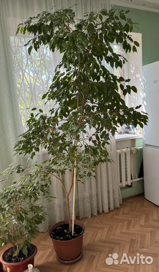 Фикус Бенджамина большой 2,2 м