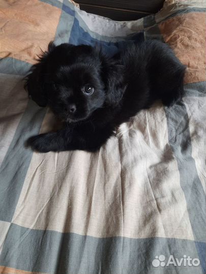 В добрые руки