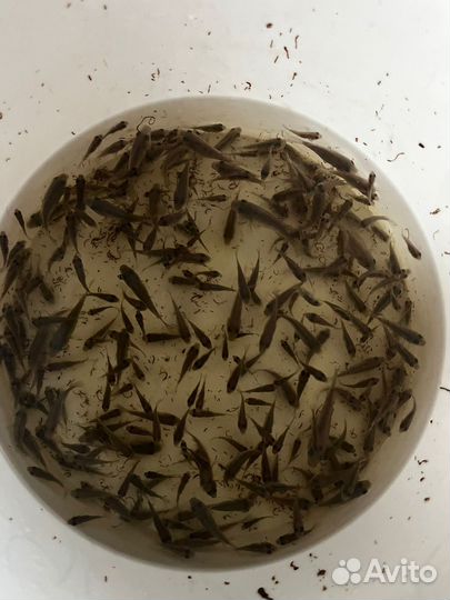 Телапия малек