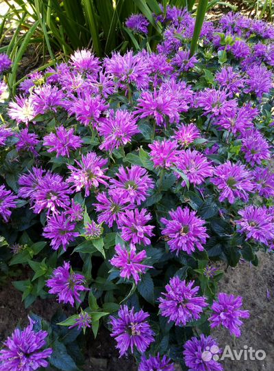 Многолетние цветы