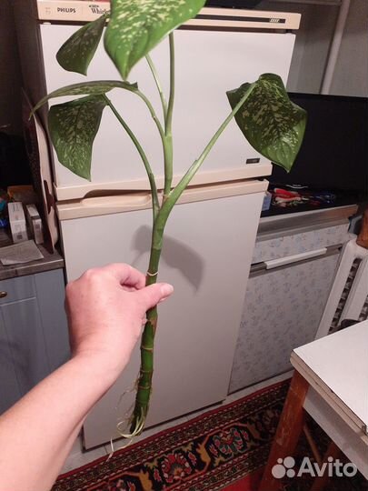 Диффенбахия