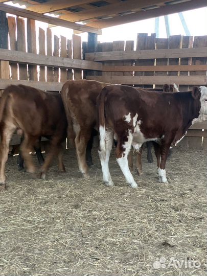 Крс (бычки )