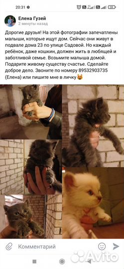 Котята ищут дом