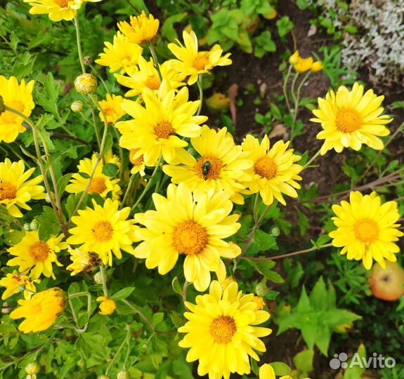 Хризантемы