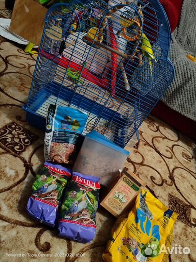 Птица волнистые попугай с клеткой