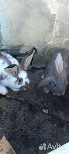 Крольчата