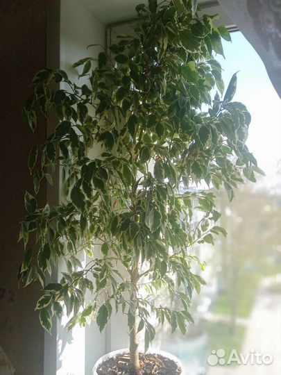 Фикус бенджамина