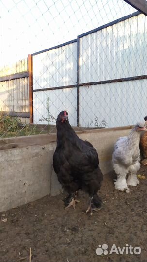 Молодые петушки - 6 мес (совмест.содержание пород)