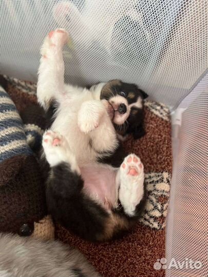 Щенки аусси