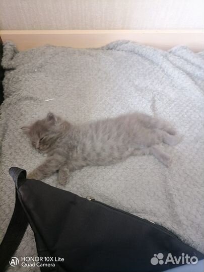 Котик в добрые руки