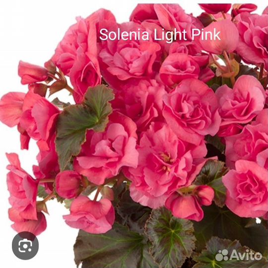 Бегонии сортовые