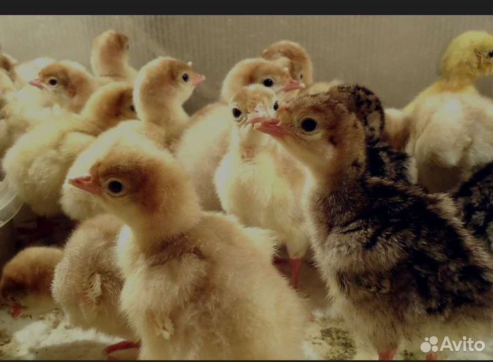 Цыплята