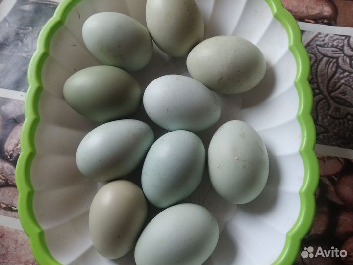 Инкубационное яйцо амерауканов и лайкиданзи