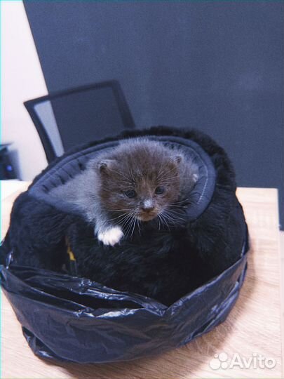 Котята пдкидыши