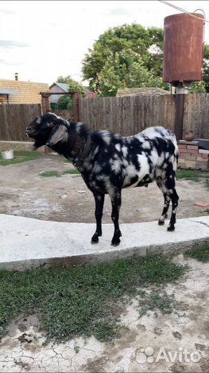 Англо нубийский козел