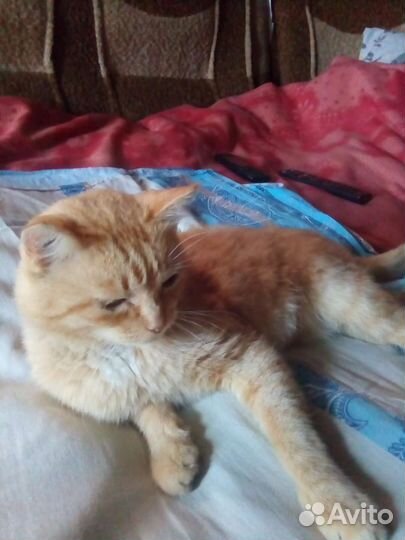 Кот в добрые руки