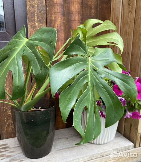 Монстера цветок (крупный)
