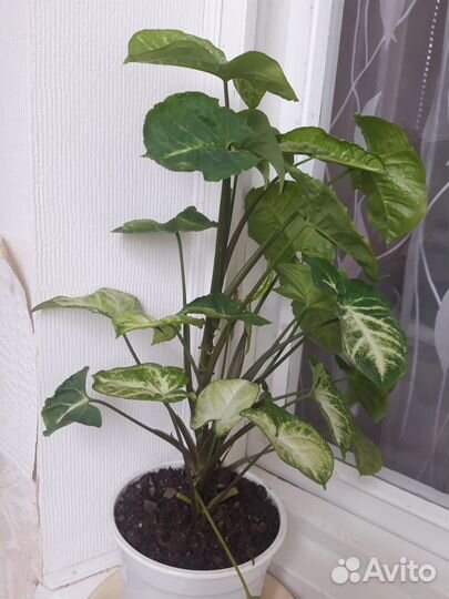 Сингониум ножколистный