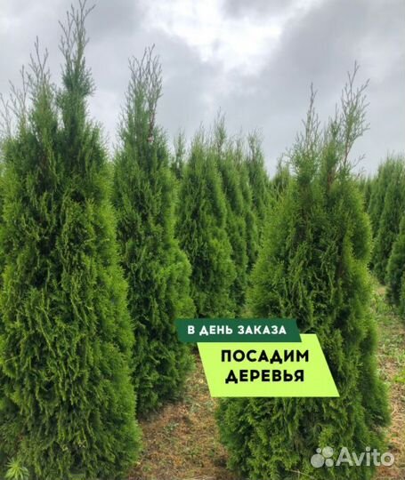Туя сортовая Смарагд, Брабант,Колумна