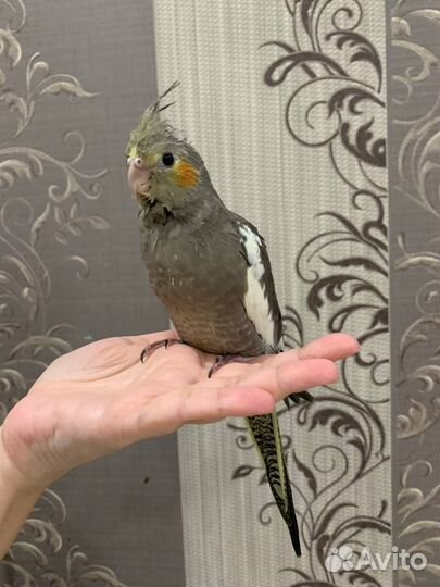 Ручные птенцы кореллы