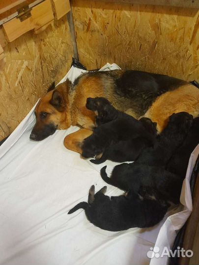 Щенки немецкой овчарки