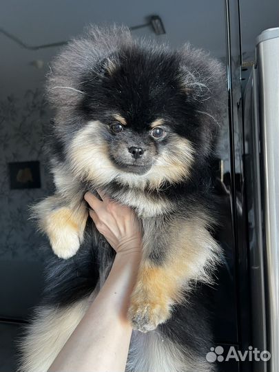 Померанский шпиц