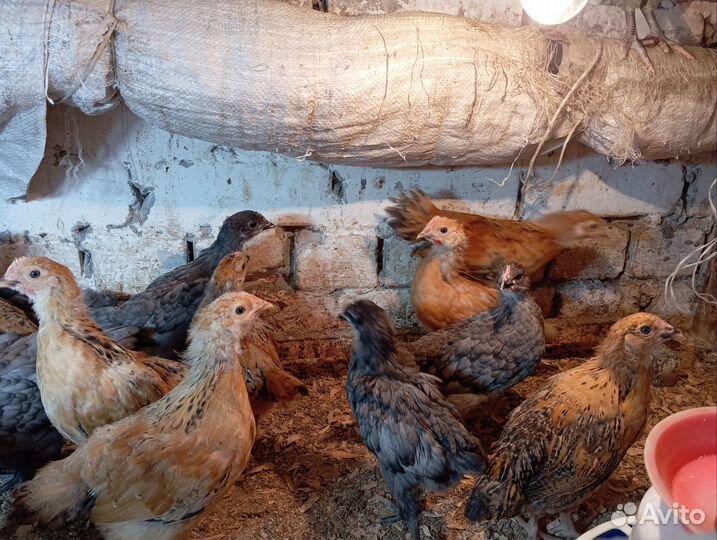 Цыплята месячные