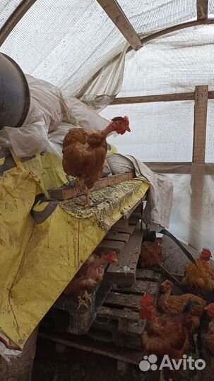 Куры голошейки