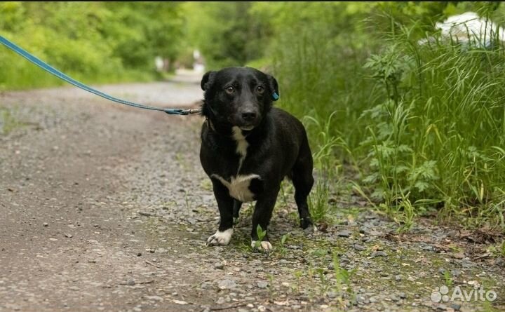 Маленькая собака в дар