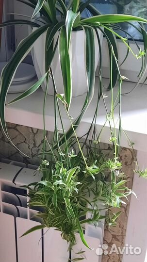 Дети хлорофитума