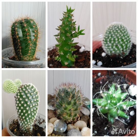 Кактусы и суккуленты