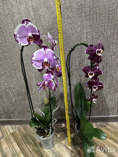 Орхидея фаленопсис