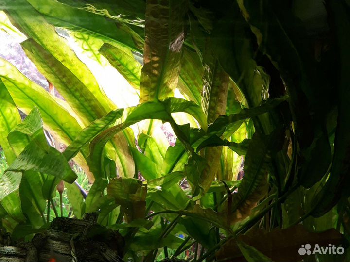 Растения для аквариума