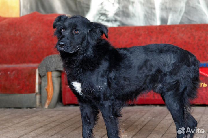 Отдам в добрые руки собаку Графа